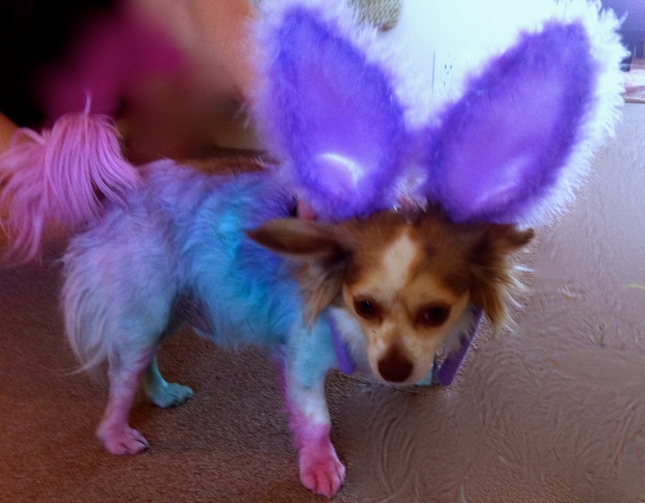 who-doesn-t-love-a-neon-dyed-pup-laurenkellydesigns
